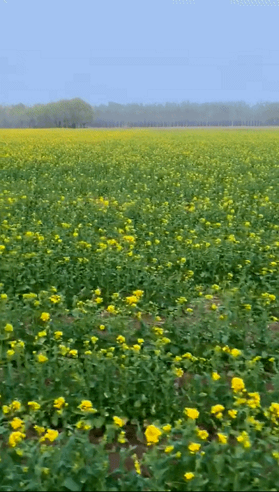 惊艳无比固安这片油菜花海开好了